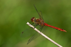David Plant Photography - Wildlife Photography - Ruddy darter - K